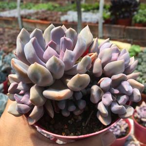 粉色爱情丘比特 多肉植物组合盆栽套餐花卉 桌面创意爱情礼物绿植