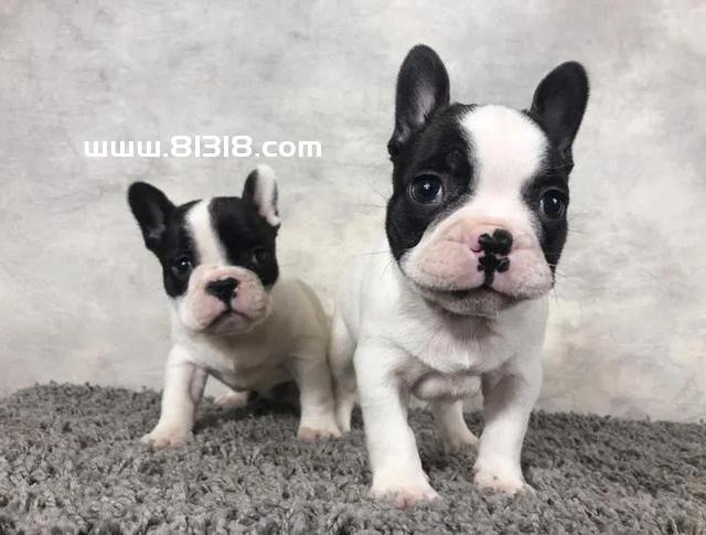 一只法斗幼犬大概得多少钱?