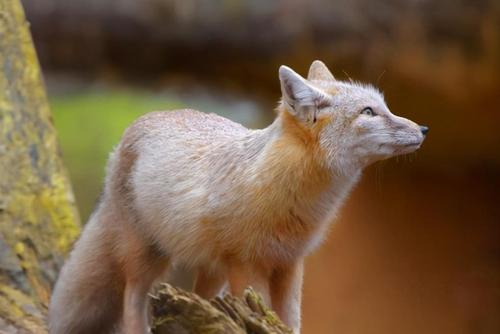 我们常说的"狼狈为奸",狼都认识,那么狈到底是什么动物?