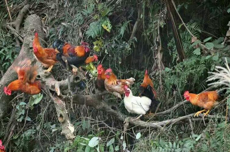 认准土瑶鸡爱好树上休息