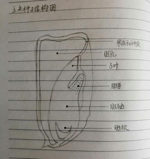 玉米种子结构图