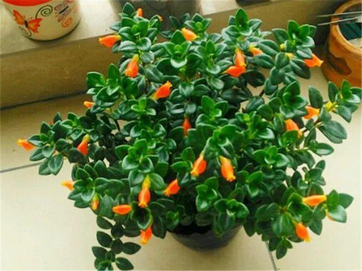 金鱼吊兰这么养1年四季都能开花小金鱼噗噗冒