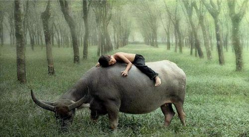 文/南山乔松 放牛也诗意: 走在乡间的小路上 暮归的老牛是我同伴