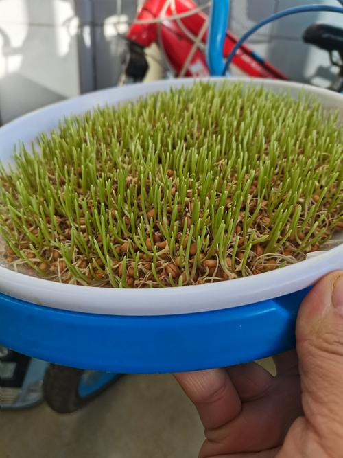 奋斗小学 三一班 郅淑雅 水培小麦观察记