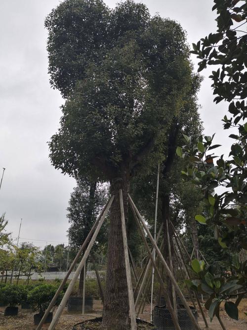 香樟(小叶樟树)米径:30-35-40-45公分 大量供应