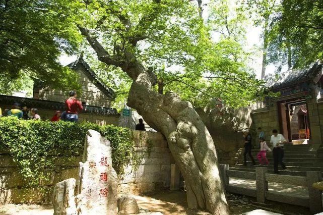 古代庭院总有这两棵树:一个保命用,一个能致富
