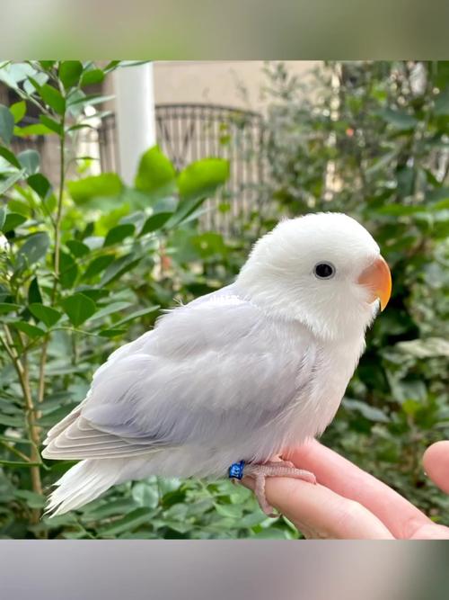 牡丹鹦鹉 紫伊莎宝贝兰兰^_^_鹦鹉_牡丹_gucci(国金中心店)攻略_手养