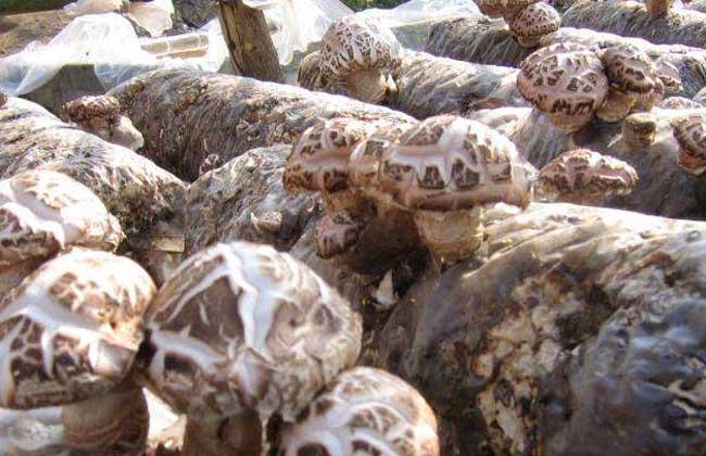 种植技术 蔬菜种植 > 正文  选用商品性好的优质品种作菌种,如087,cr