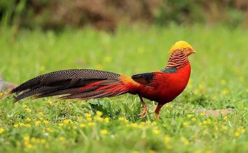 红腹锦鸡养殖前景怎么样?