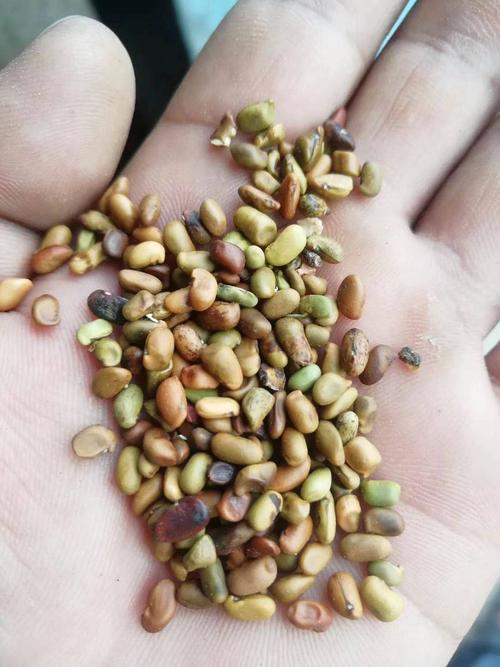 柠条种子 柠条籽