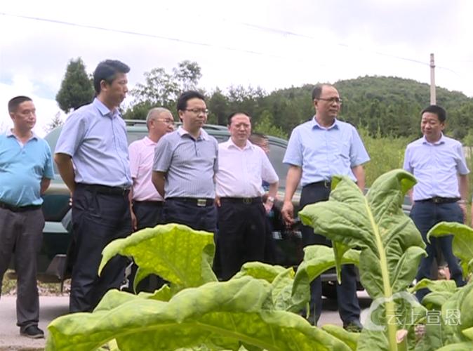湖北中烟工业公司总经理郜强一行调研我县烟叶生产及基础设施建设