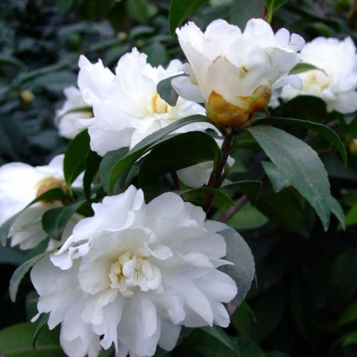 富士之峰(白芙蓉)_金华米可苗木有限公司-米可茶花