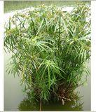 旱伞竹的简笔画