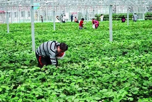 绿色阳光采摘园,轻松休闲好地方