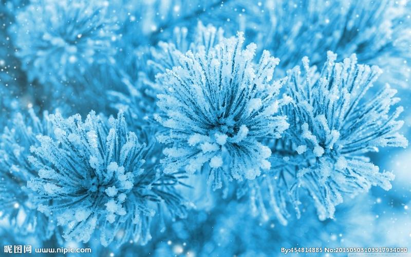 唯美冰针花图片