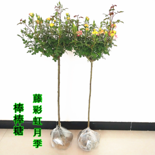 购客棒棒糖庭院盆栽藤彩虹月季 小女孩树桩月季双色月季花苗玫瑰树苗