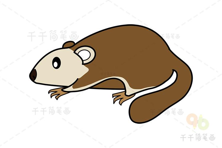 复齿鼯鼠简笔画
