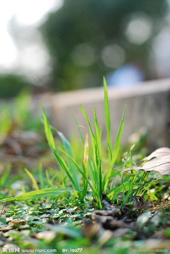 春天 小草图片