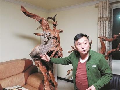 男子收藏3000多棵珍稀崖柏 "每天抱着数亿睡觉"