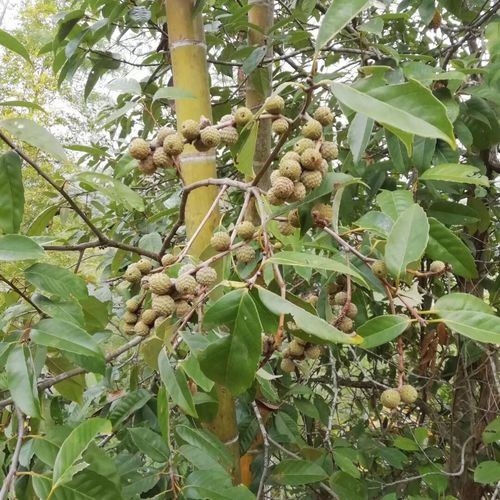 福建特色-全天然苦槠干