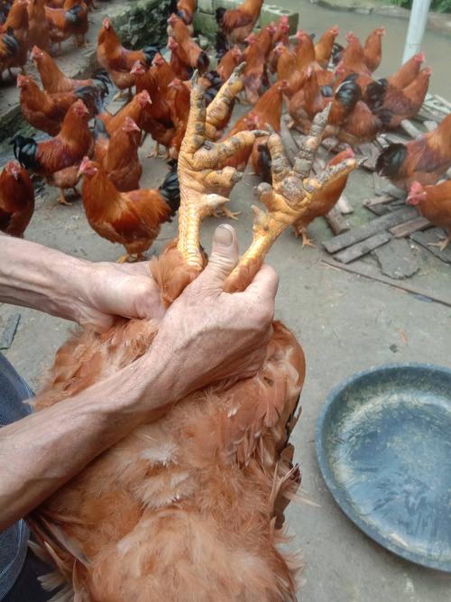 散养土阉鸡,喂玉米稻谷,两百多日的鸡