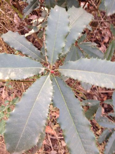 叶子边缘有刺,这树叫什么?