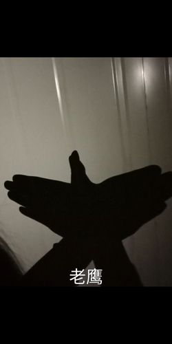 杨涵雁手影游戏