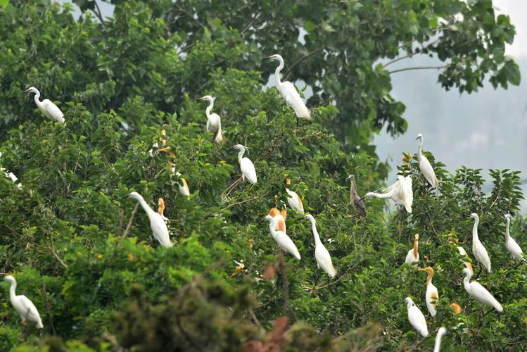 回家庄白鹭园——大自然的杰作
