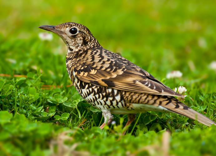 虎斑地鸫.北方的鸟