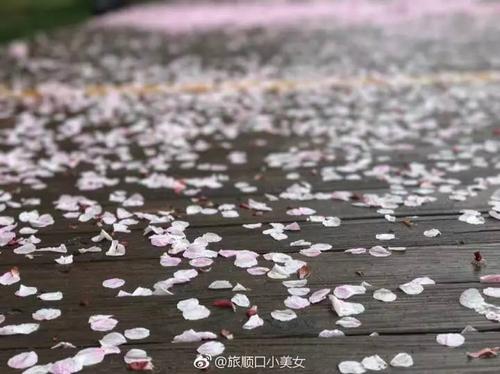 雨中樱花!美得一地一地的