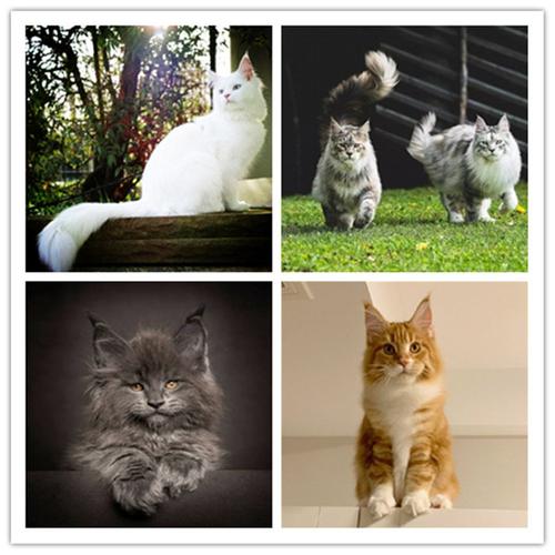 购客缅因猫活体俄罗斯大体银虎斑棕虎斑缅因猫幼崽幼猫纯种纯白缅因猫