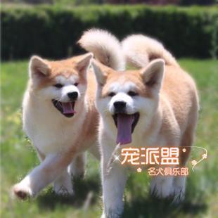 精品双血统日本秋田犬纯种幼犬出售 护家忠诚宠物狗 适合家养狗狗