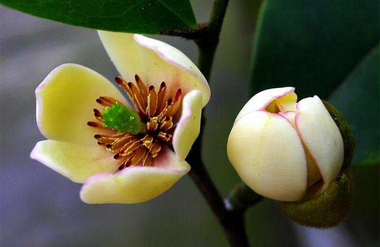 清新好看的含笑花壁纸_美丽纯洁的含笑花