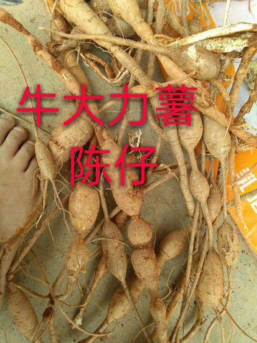 牛大力 大力薯 500g包邮 广西陈仔 山莲藕 野生大力薯可以先看货