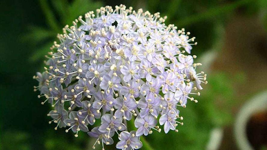 百花诗集之二四二《翠珠花》