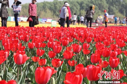 开在五家渠"为主题的新疆五家渠市青格达湖第七届郁金香节26日开幕