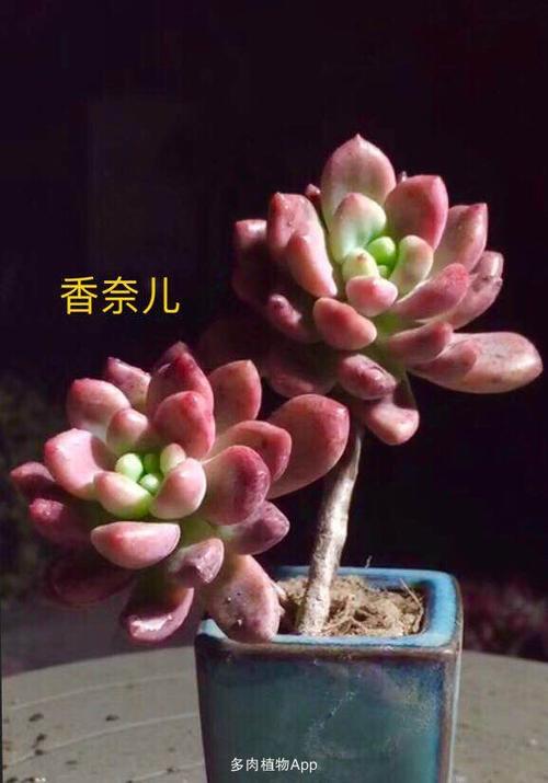 香奈儿20(单头10元)