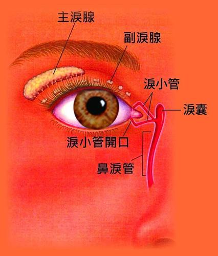 基础分泌是在正常生理状态下,副泪腺分泌 泪水来保持湿润的眼球环境