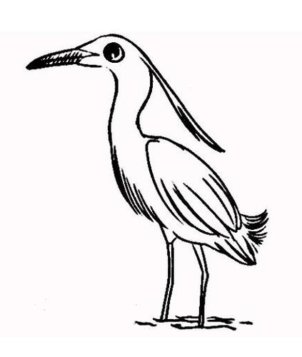 候鸟怎么画
