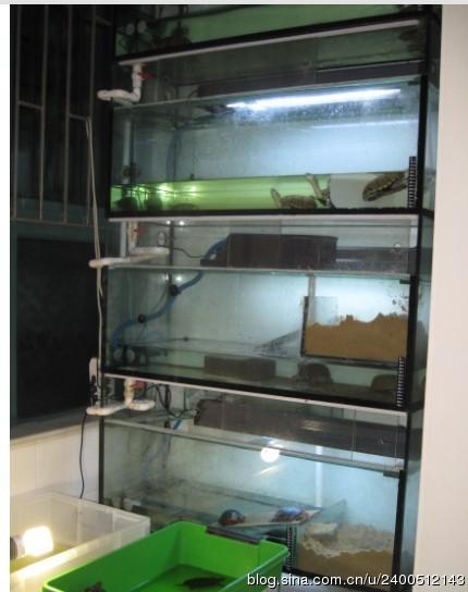 很久没更新博客了,搜集了龟友养龟的环境图片,都是排缸养殖的,供龟友