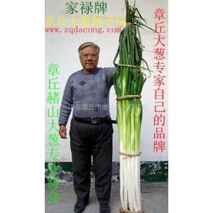 供应葱种子 大葱种子 山东大葱种 章丘大葱种子网 品牌 家禄牌 大葱