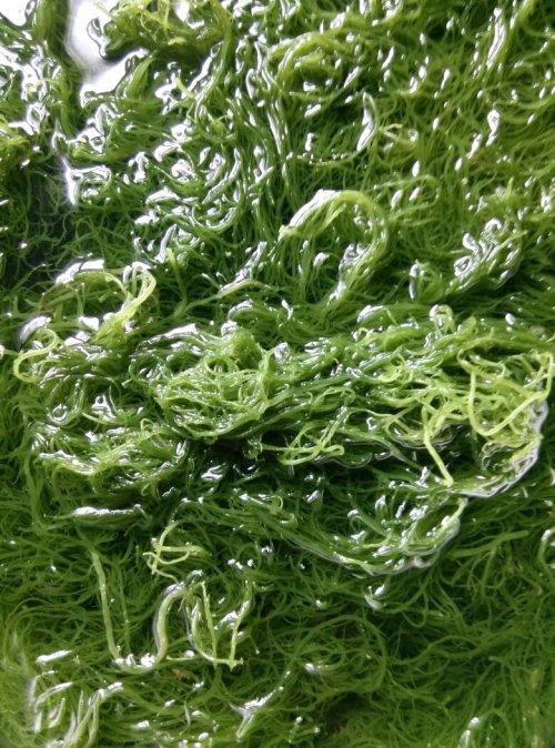 请请问这叫海里的什么菜,怎么吃