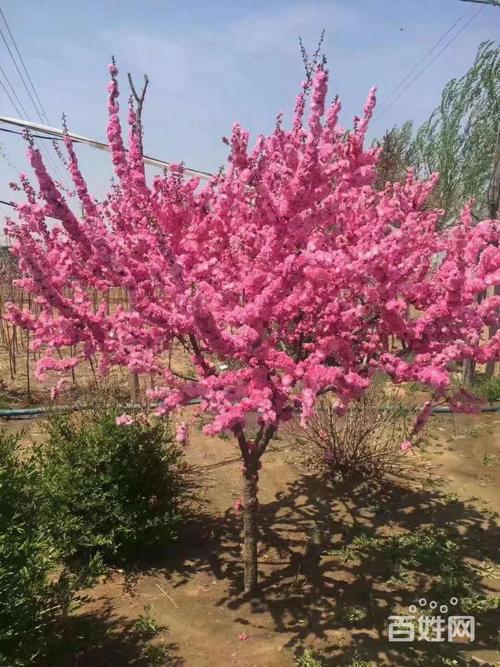 东北辽宁丛生红叶榆叶梅小桃红学校别墅工厂医院公园单位绿化树