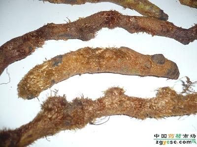 大叶骨碎补是什么植物