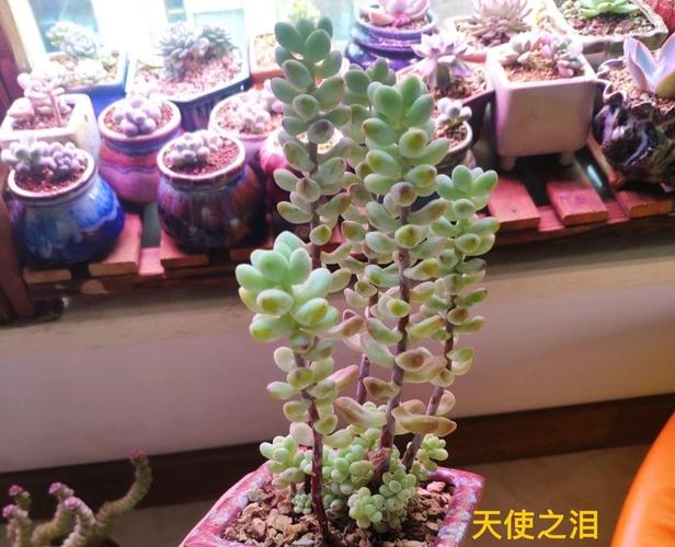 多肉天使之泪天生就爱长高,别当徒长处理,养成直立桩就偷着乐吧