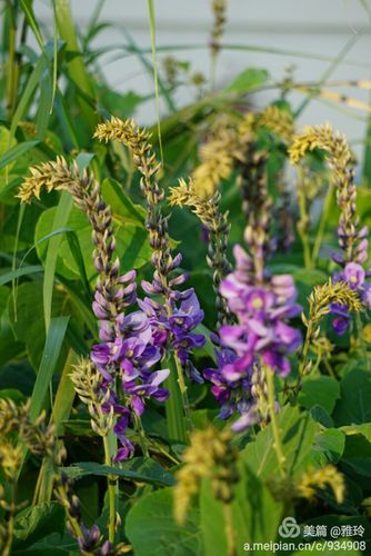 开在秋日里的葛根花