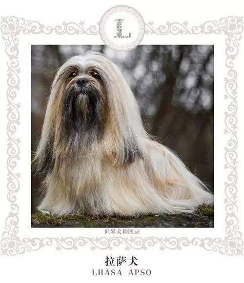 拉萨犬