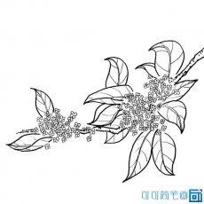 桂树简笔画图片_桂花树的画法