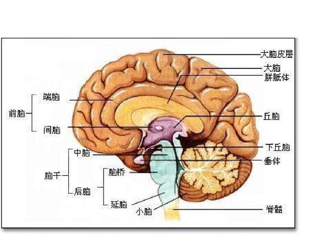 脑的结构