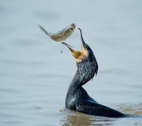 鸬鹚戏鱼